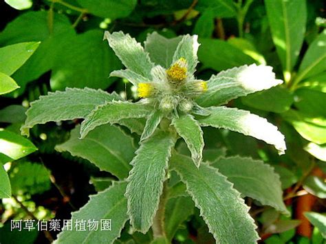 生毛將軍禁忌|阿草伯藥用植物園: 民間草藥(170) 生毛將軍